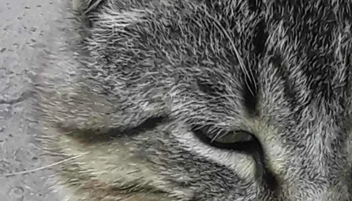 Veterinarios La Yunta -  Gato - Laboulaye