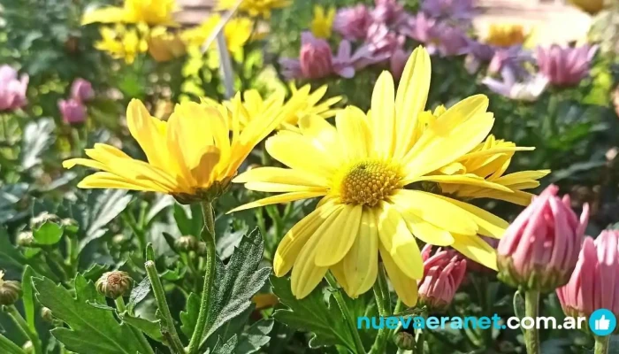 Vivero La Floresta -  Del Propietario - La Banda