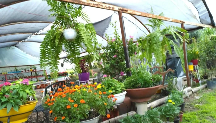 Vivero La Floresta -  Jardin - La Banda