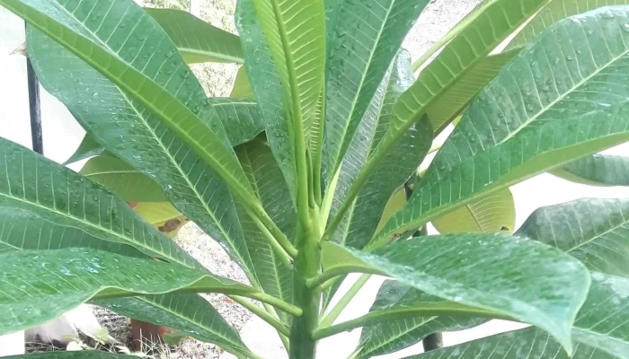 Vivero La Floresta -  Numero - La Banda