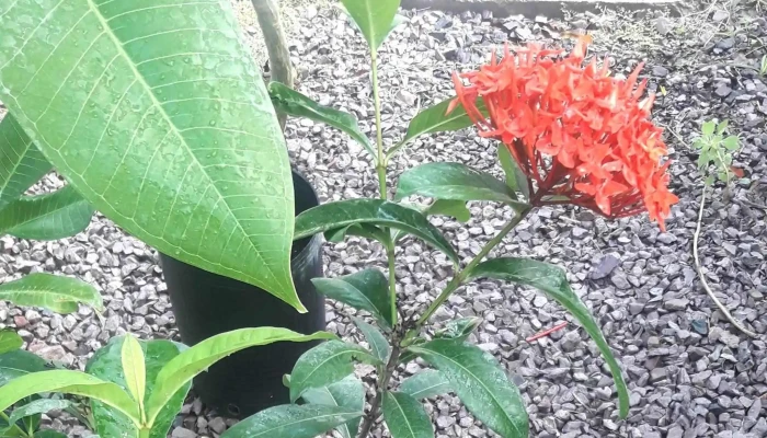 Vivero La Floresta -  Promocion - La Banda
