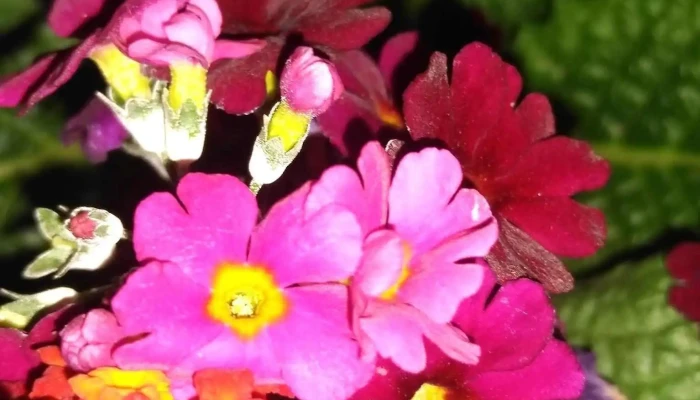 Vivero Pasionaria -  Jardin - Sunchales