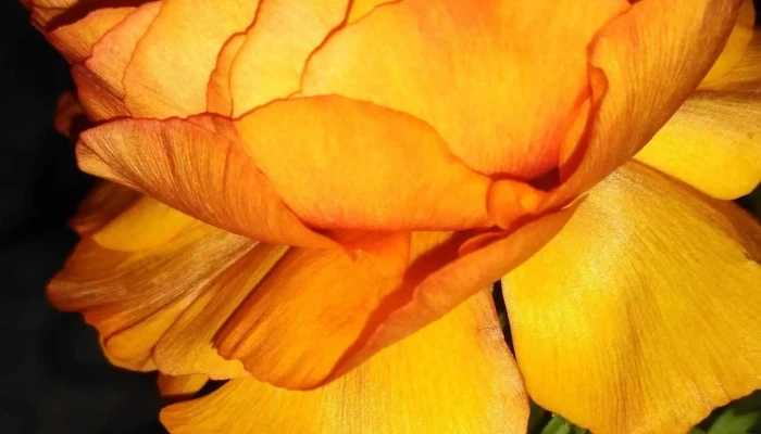 Vivero Pasionaria -  Opiniones - Sunchales