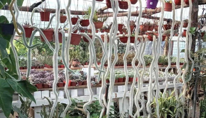Vivero Yoli -  Jardin - Corrientes